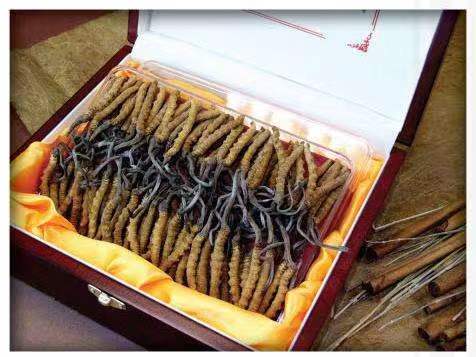 塔河冬虫夏草回收